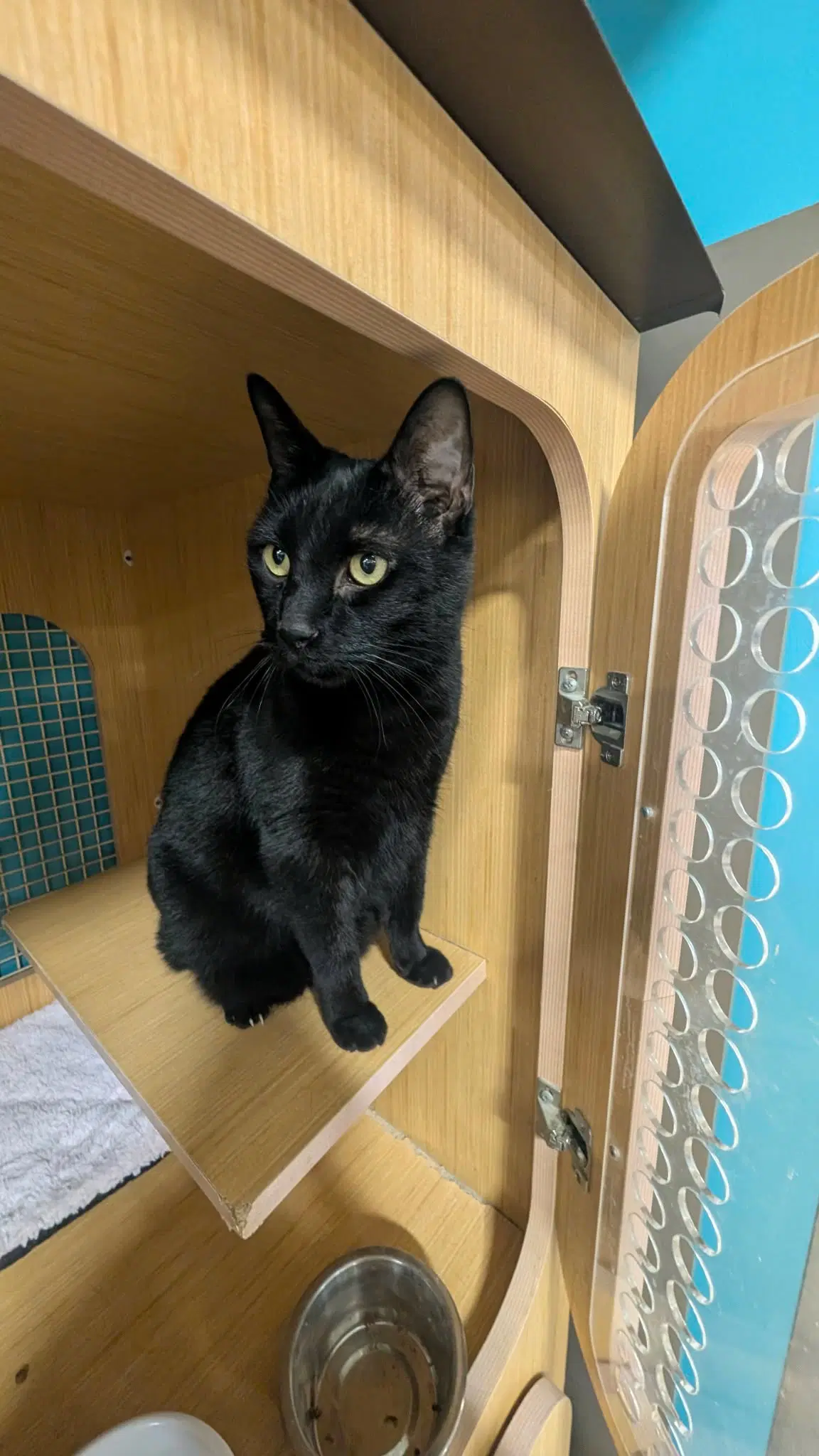 Aaron - Domestic Short Hair
