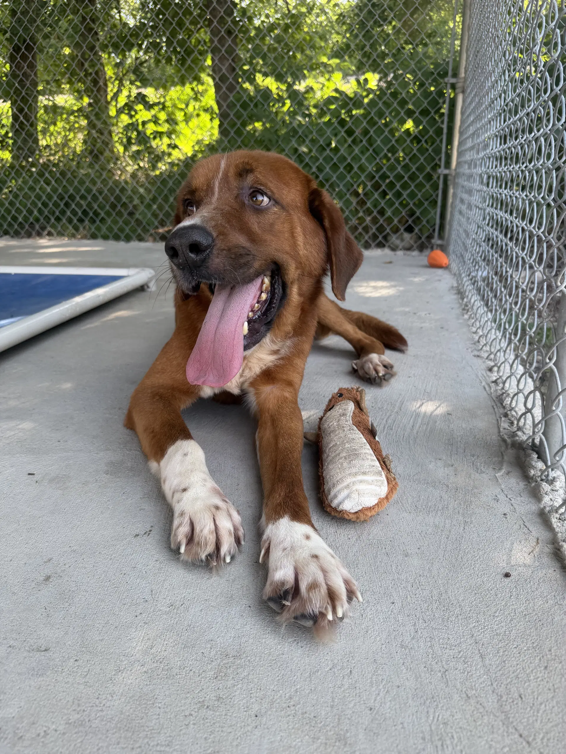 Murphy - Retriever