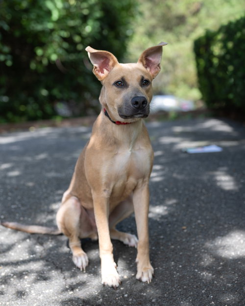 ISAAC, a dog for adoption from Last Chance Animal Rescue