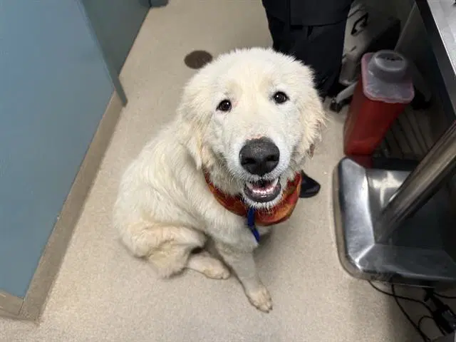 Luke - Great Pyrenees