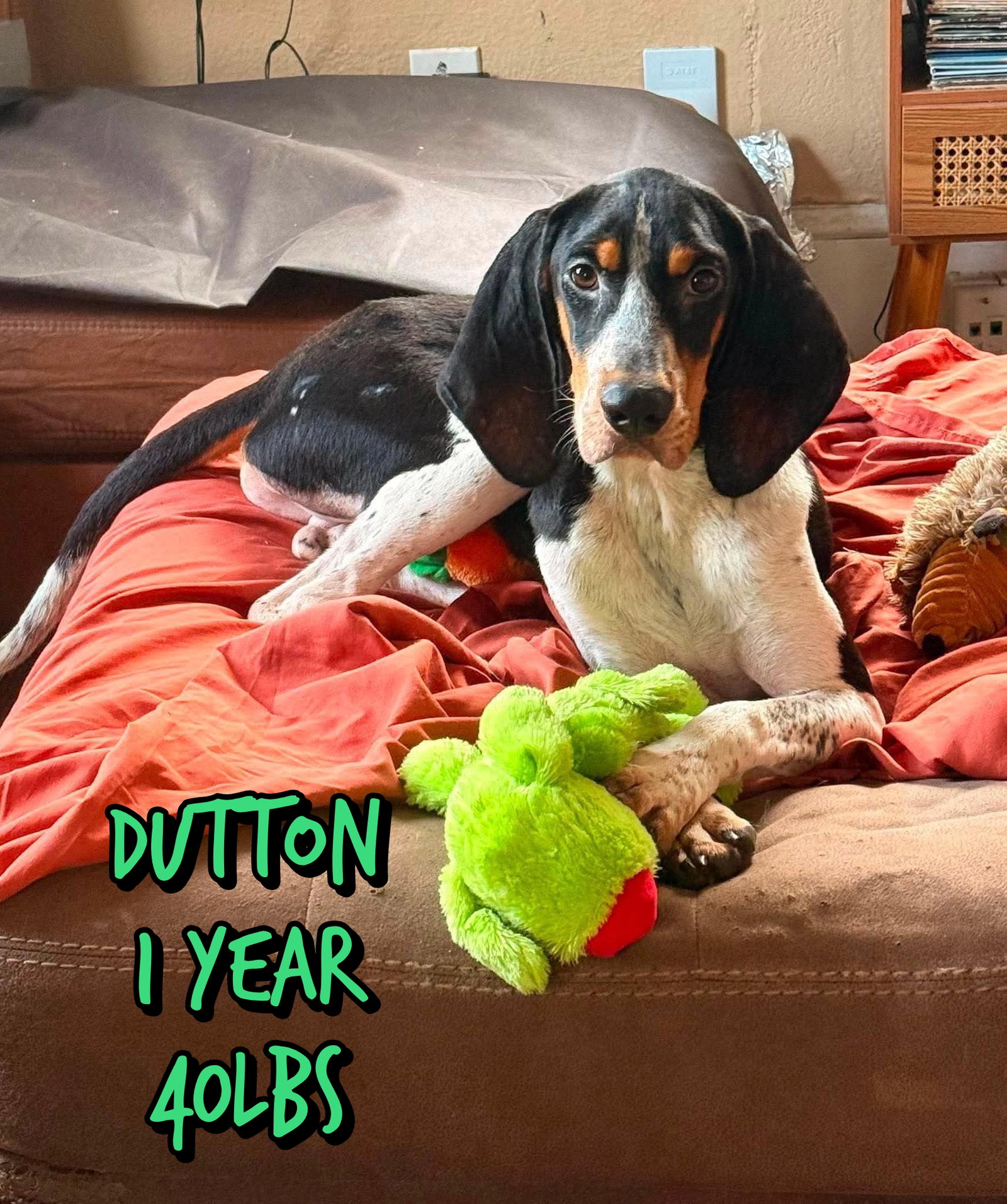 DUTTON, dog