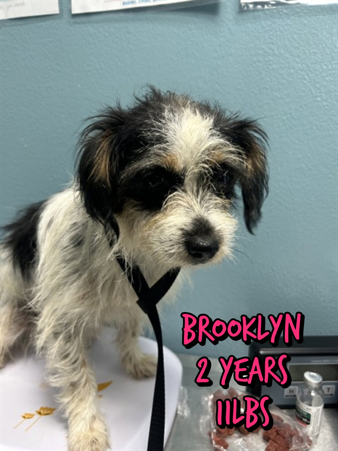 BROOKLYNN, dog — photo 1 of 1