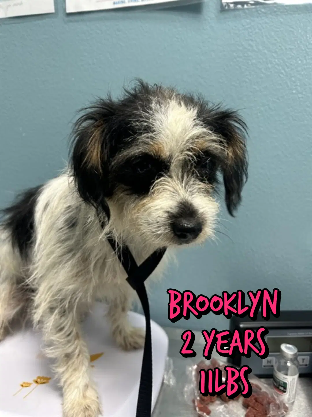 Brooklynn - Shih Tzu