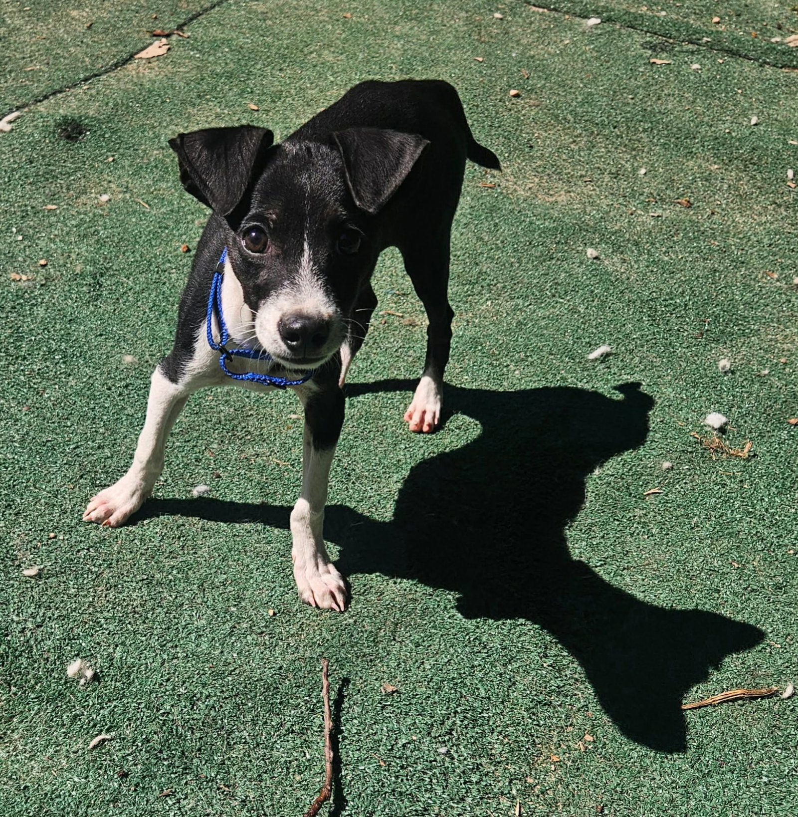 LASSO, dog