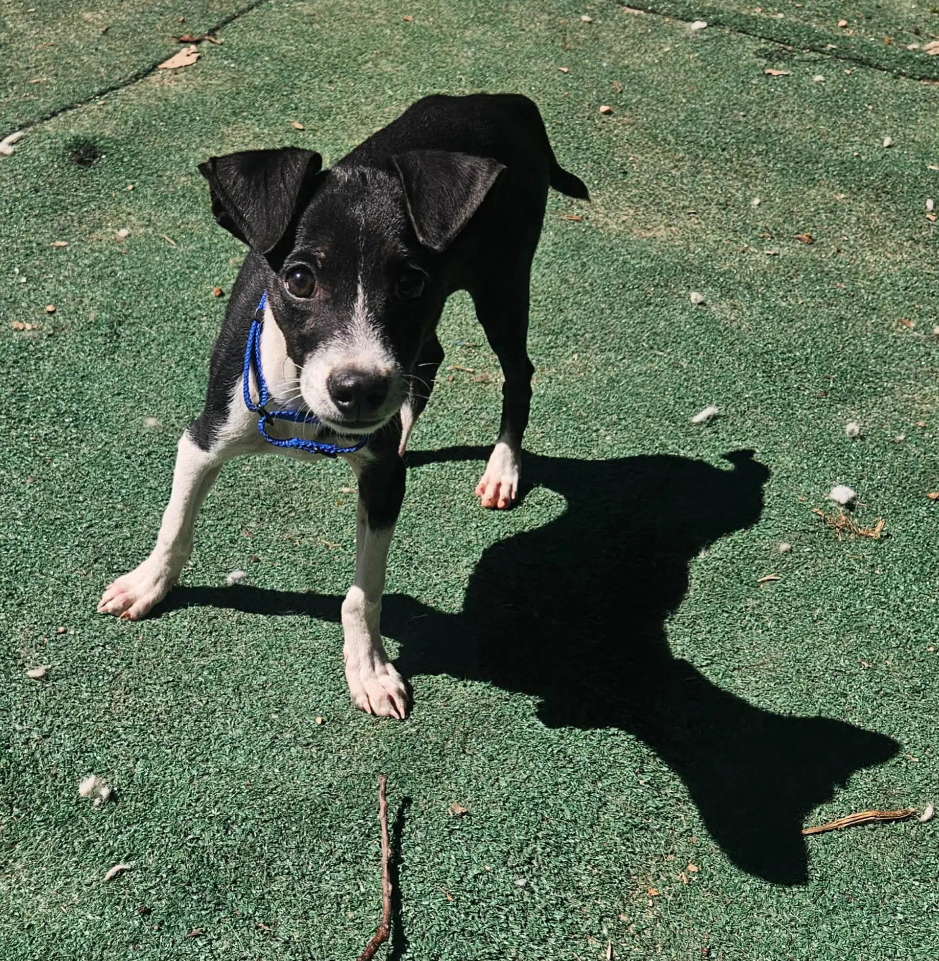 Lasso image 2