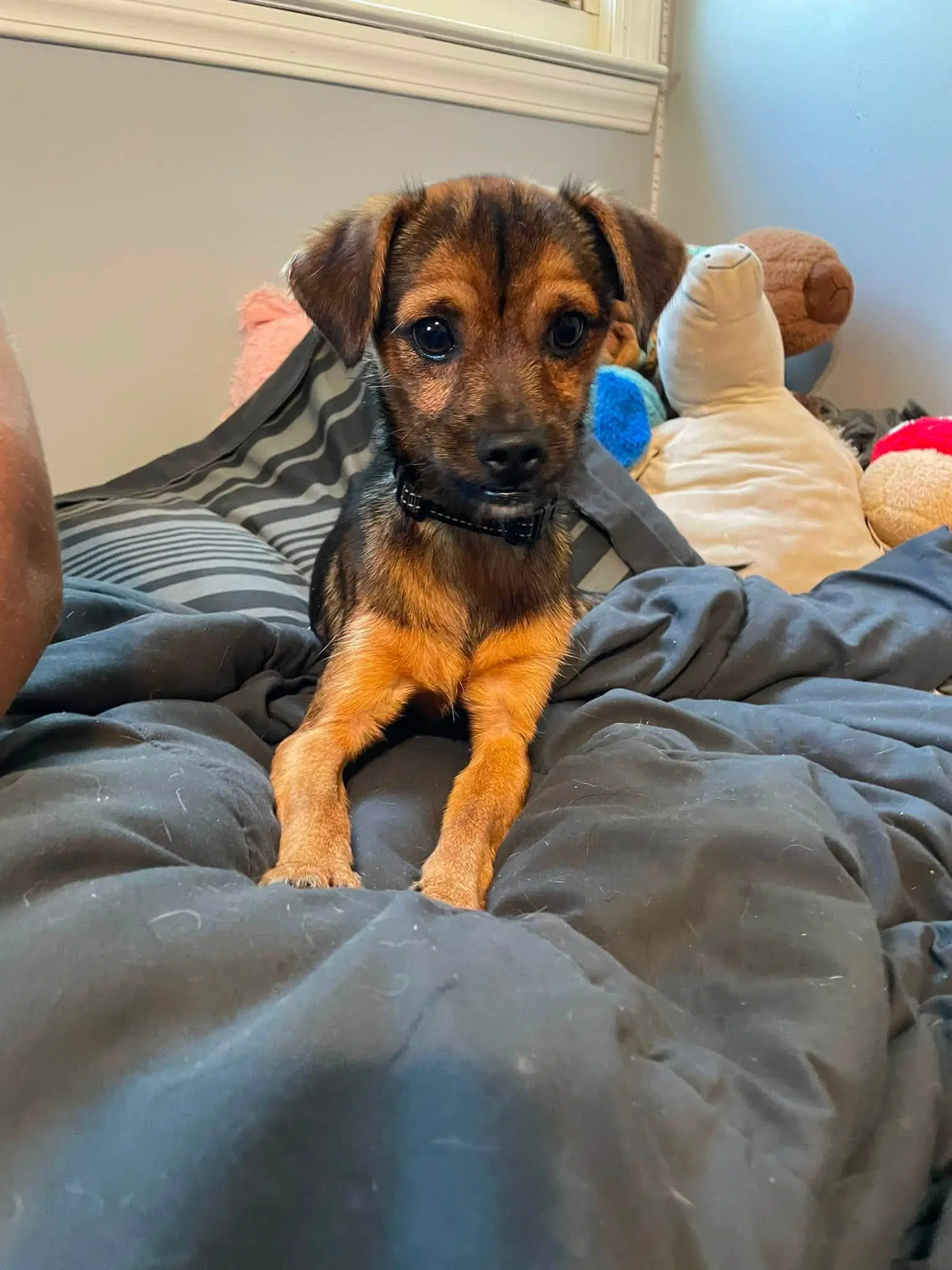 York - Terrier
