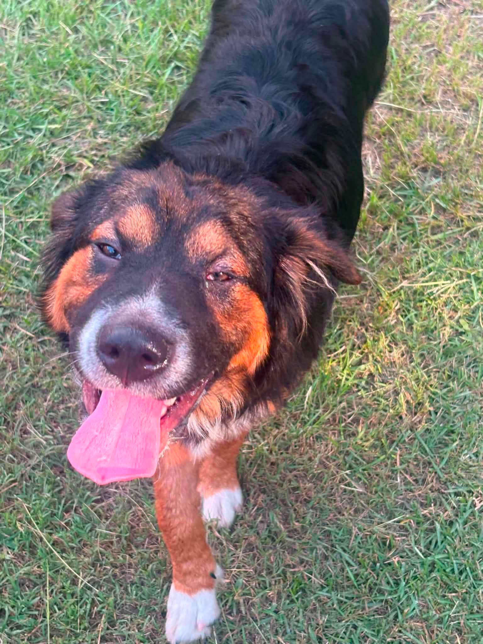TEX, dog