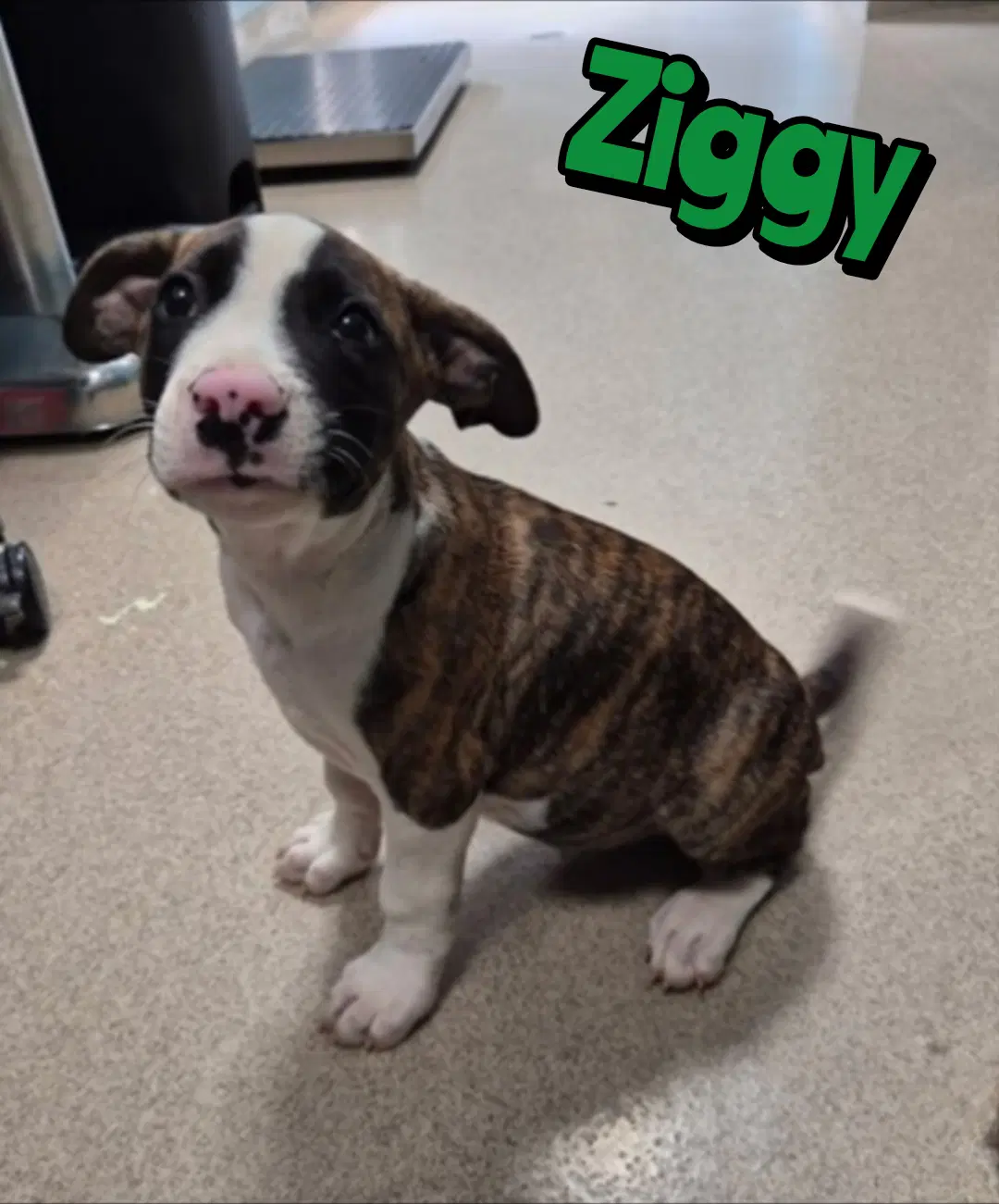 Ziggy - Pit Bull Terrier
