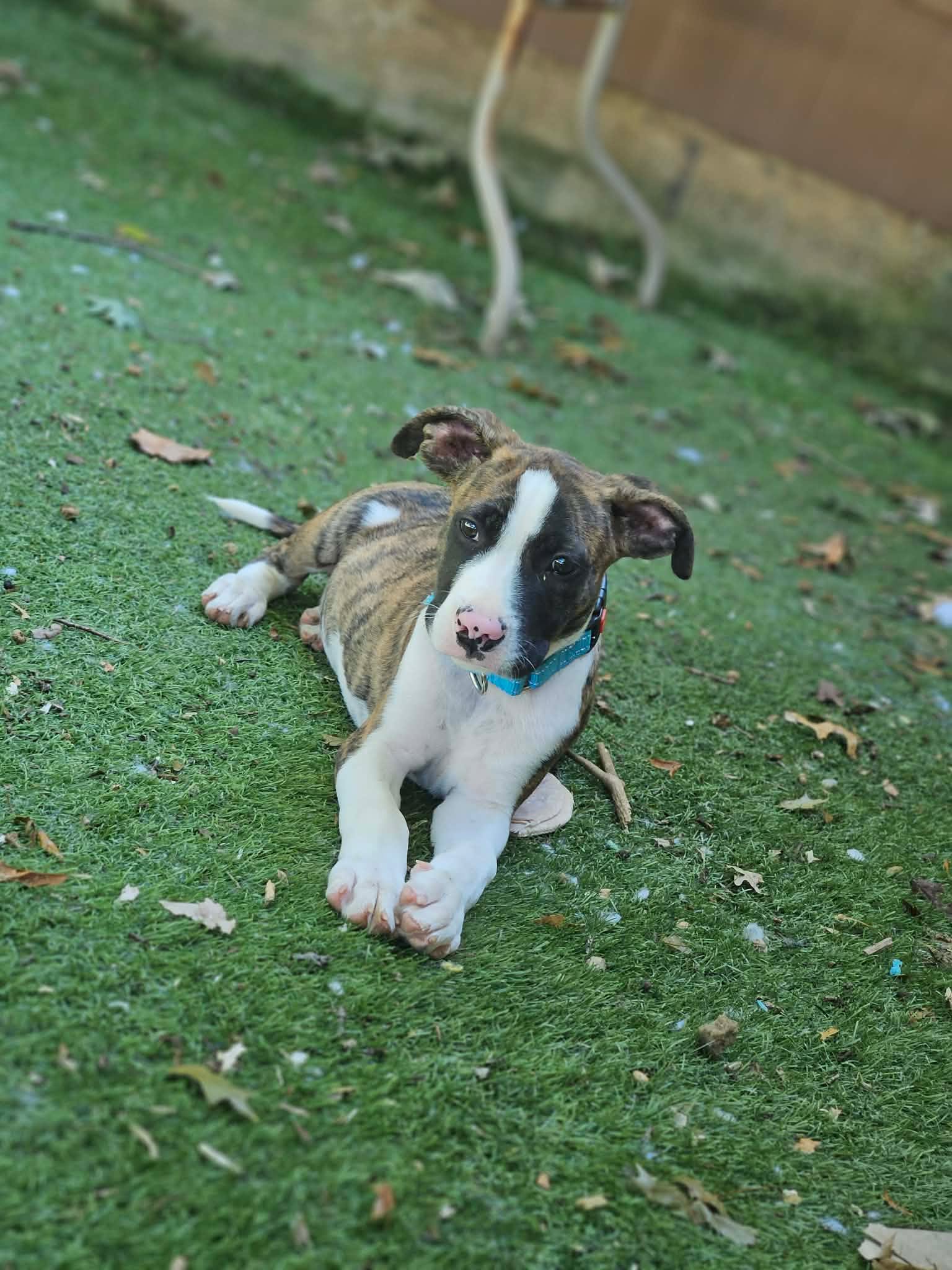 Ziggy image 2