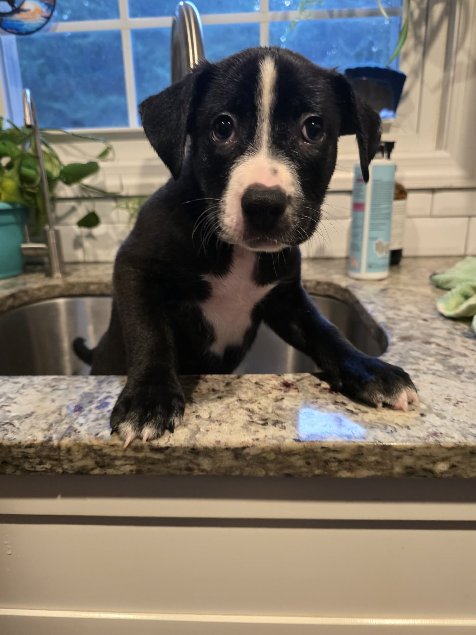Chevy