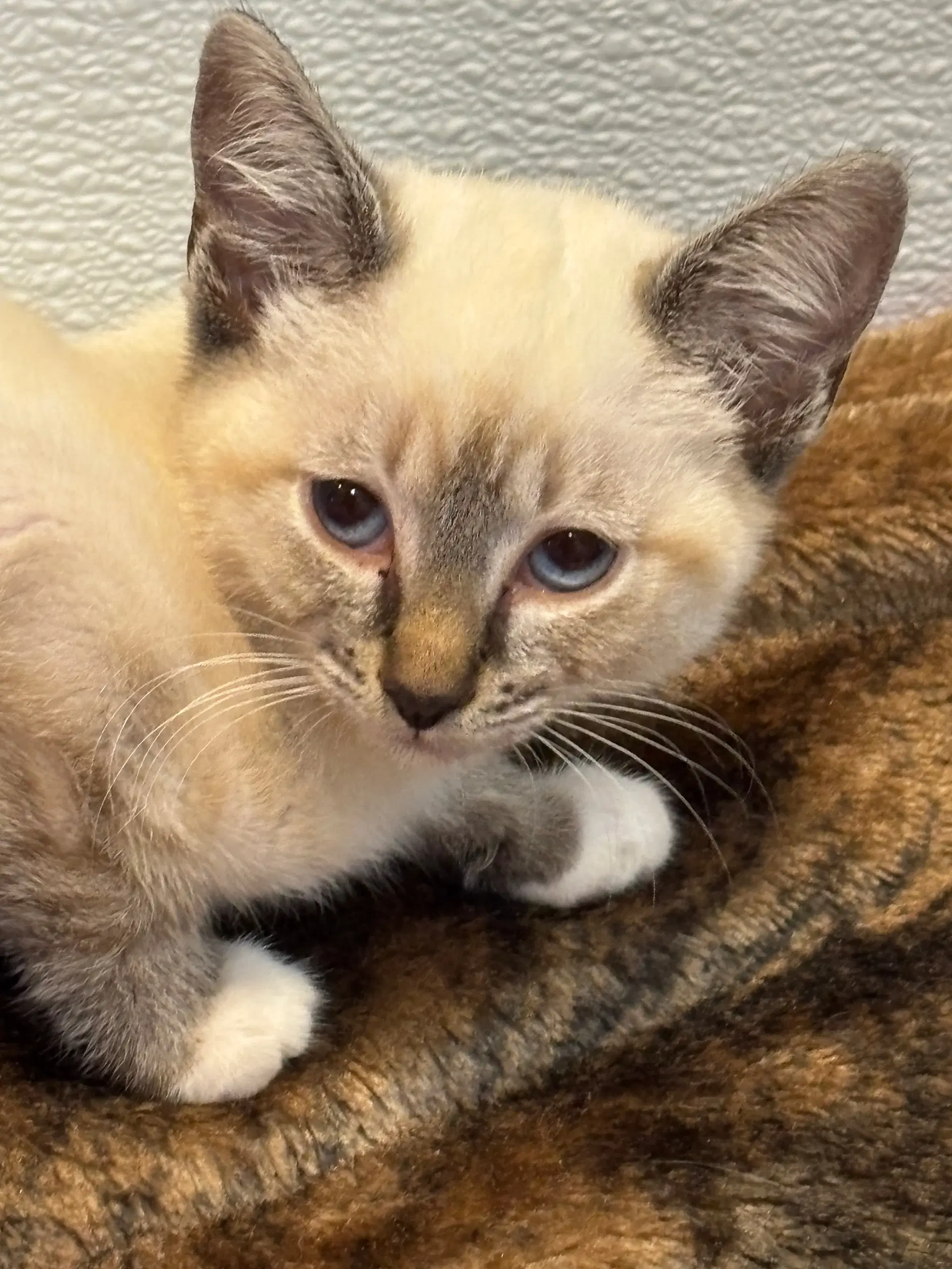 Gabriel - Siamese