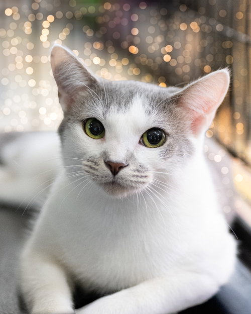 Nora, Domestic Short Hair / Mixed (short coat)