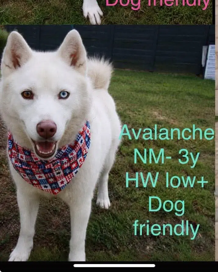 Avalanche - Husky
