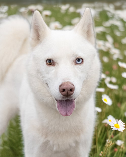 Avalanche, Husky / Mixed (medium coat)