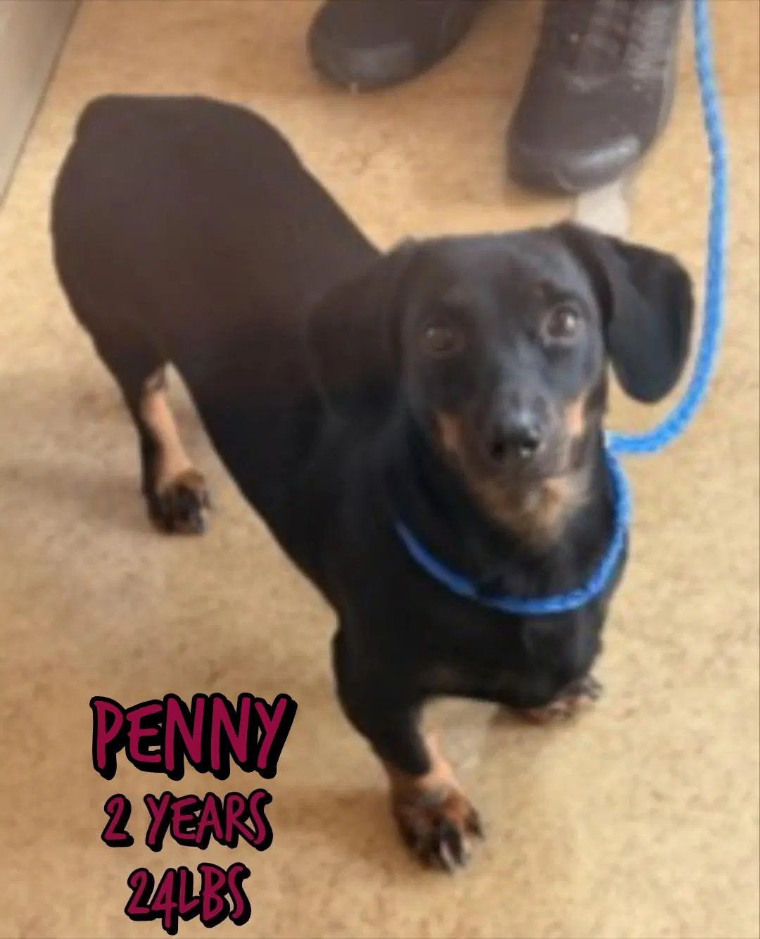 Penny - Dachshund