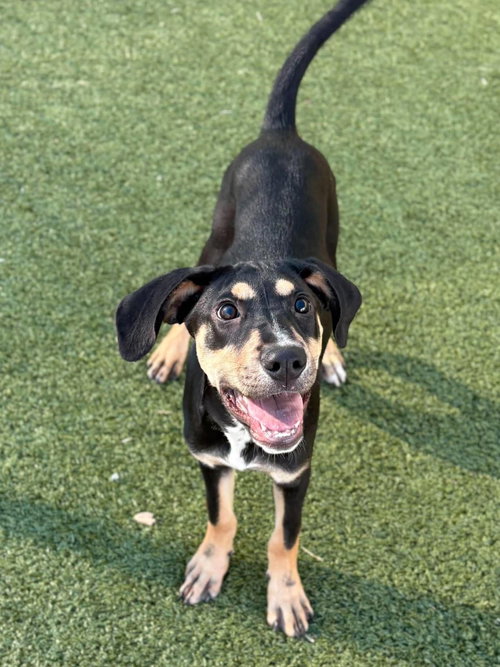Prue, Unknown breed