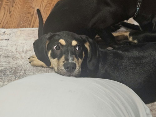 Prue, Unknown breed