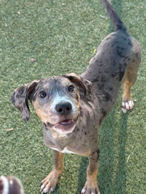 Phoebe, Unknown breed
