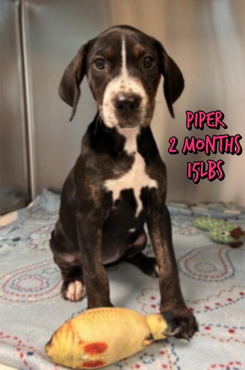 Photo 2 of PIPER