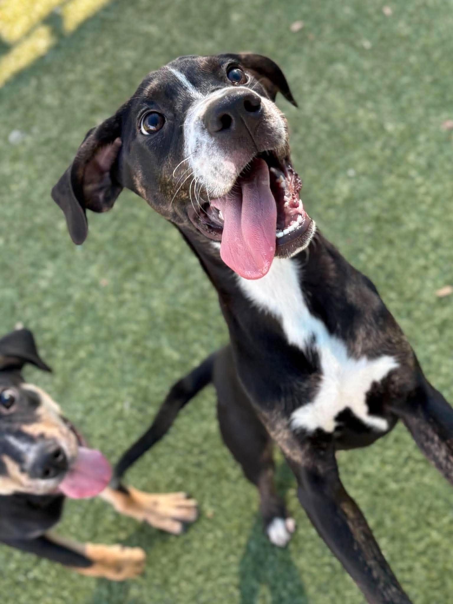 Piper