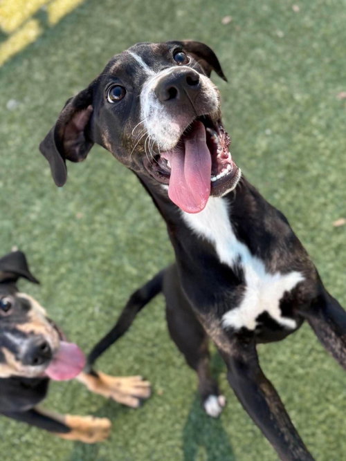 PIPER, a dog for adoption from Last Chance Animal Rescue