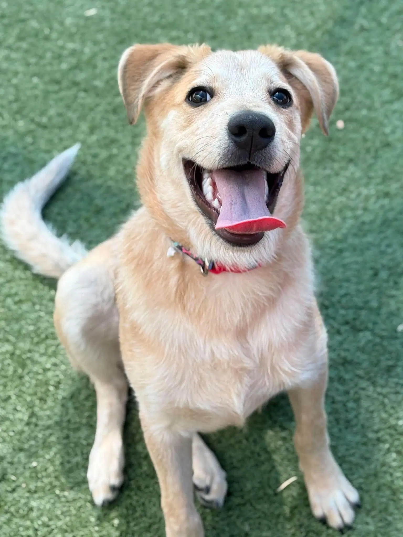 Ducky image 2