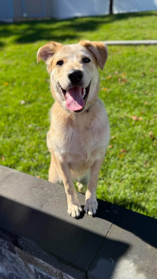 Ducky, Australian Cattle Dog/Blue Heeler / Mixed