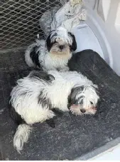 Emmit - Shih Tzu