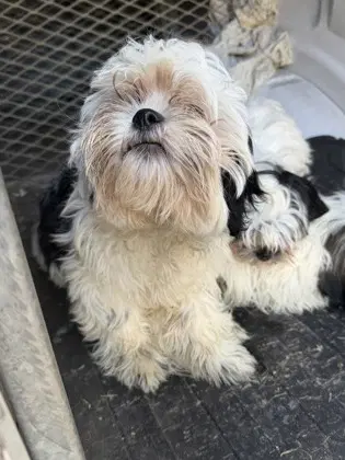 Troy - Shih Tzu