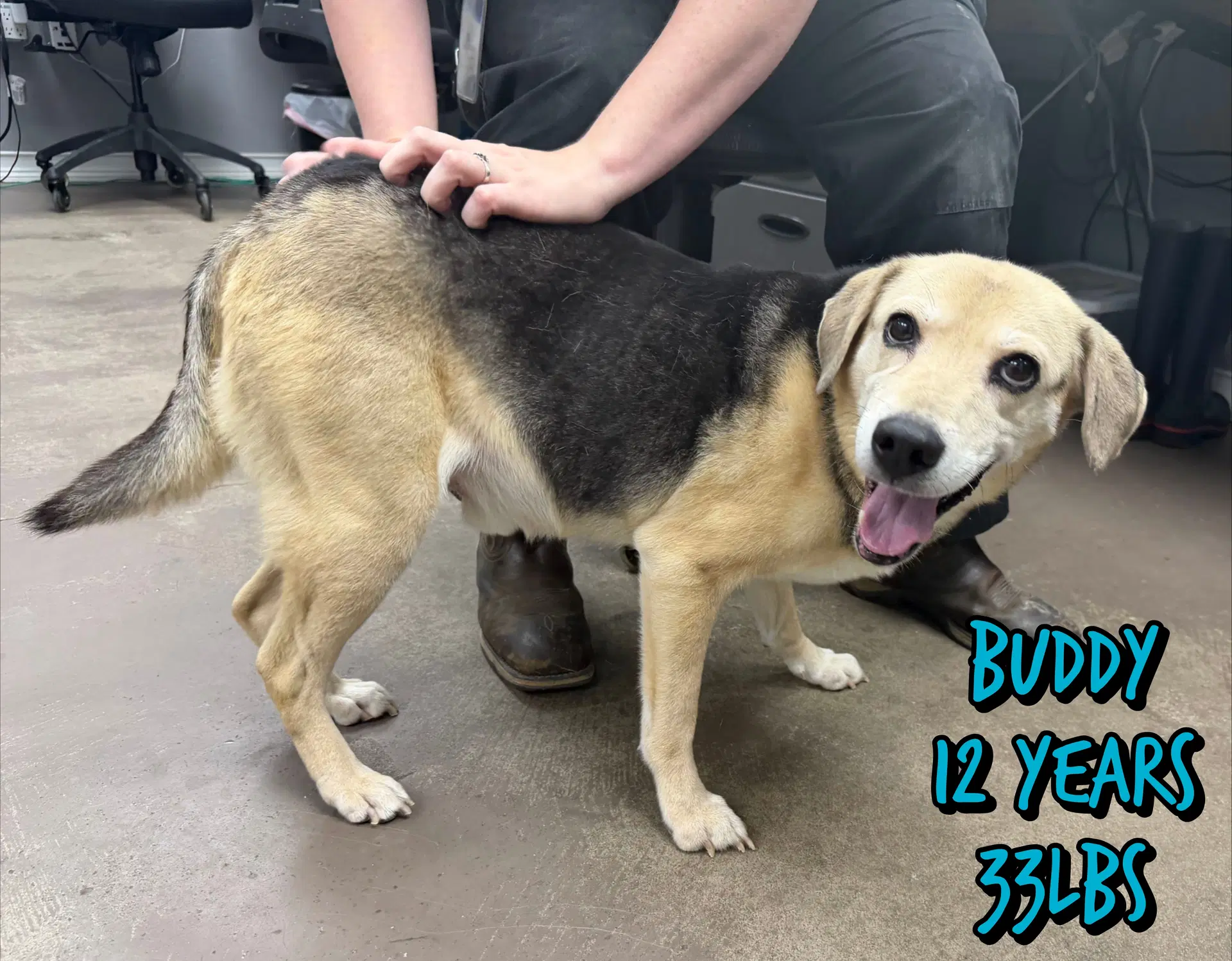 Buddy image 3