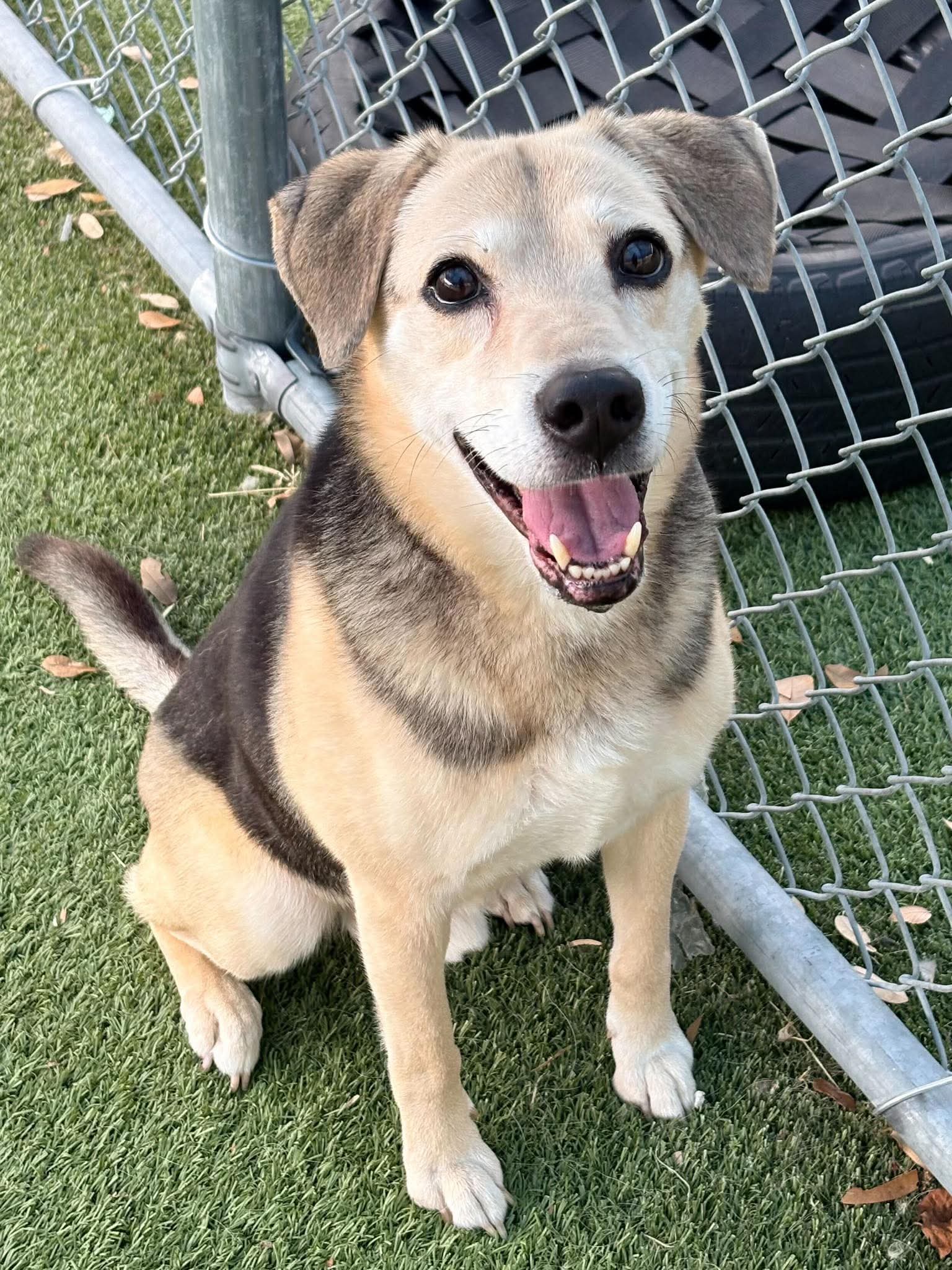 Buddy - Beagle