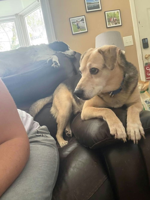 Buddy, Beagle / Mixed
