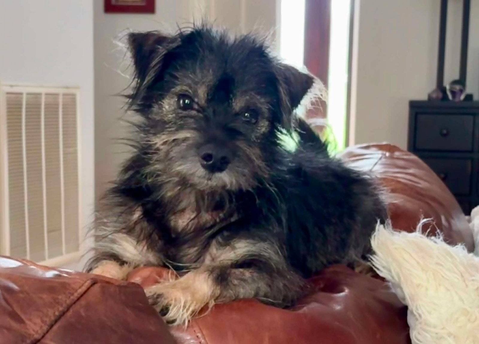 SKIPPER, dog — photo 1 of 3
