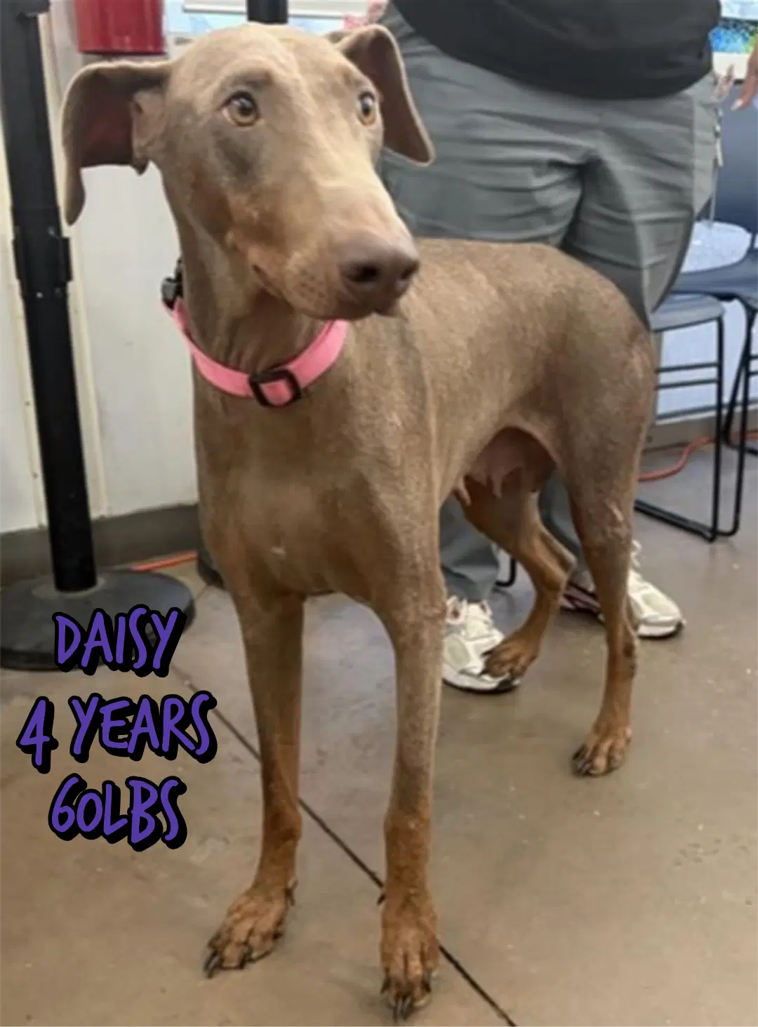 Daisy - Weimaraner
