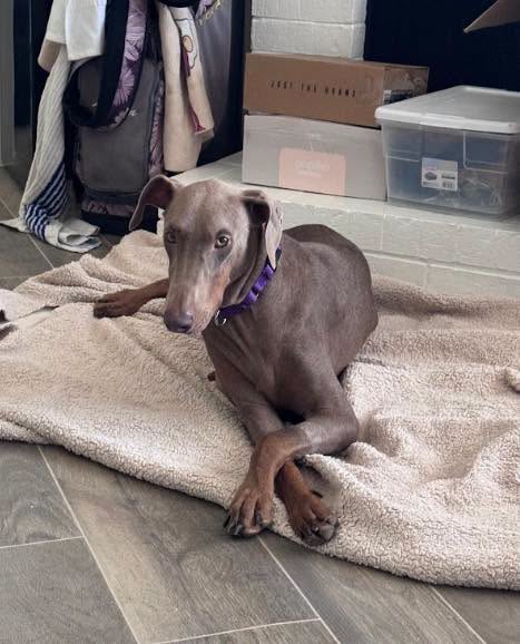 DAISY, a dog for adoption from Last Chance Animal Rescue