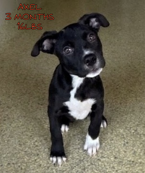 AXEL, a dog for adoption from Last Chance Animal Rescue