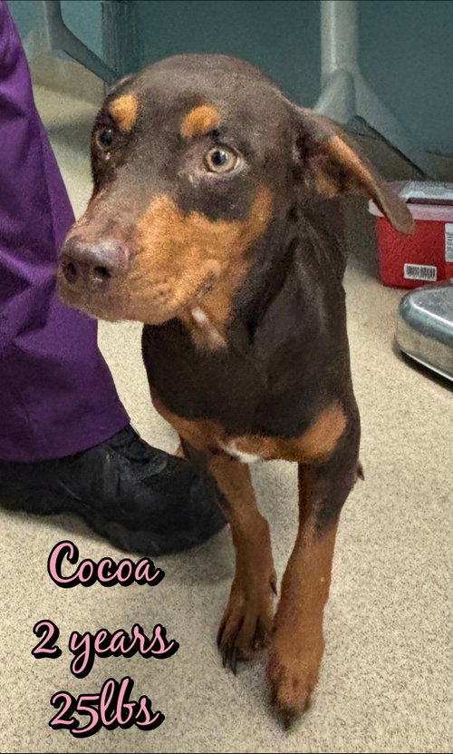 Photo 4 of COCOA