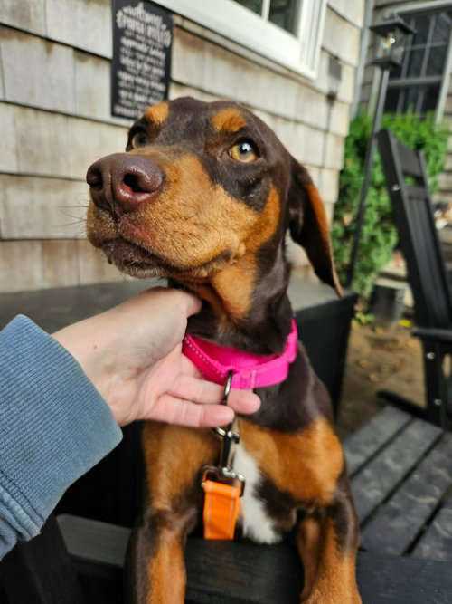 COCOA, a dog for adoption from Last Chance Animal Rescue