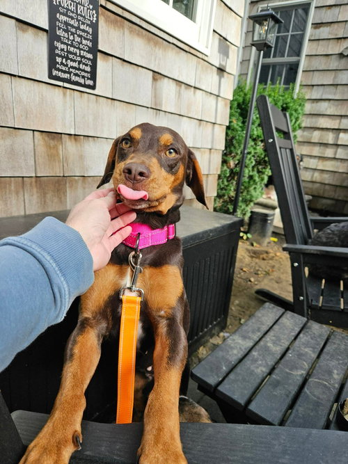 Photo 3 of COCOA