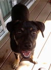 ZIGGY