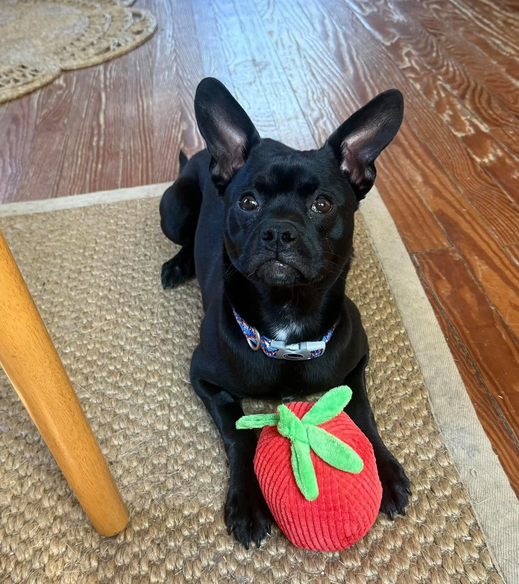 Ralphie - French Bulldog