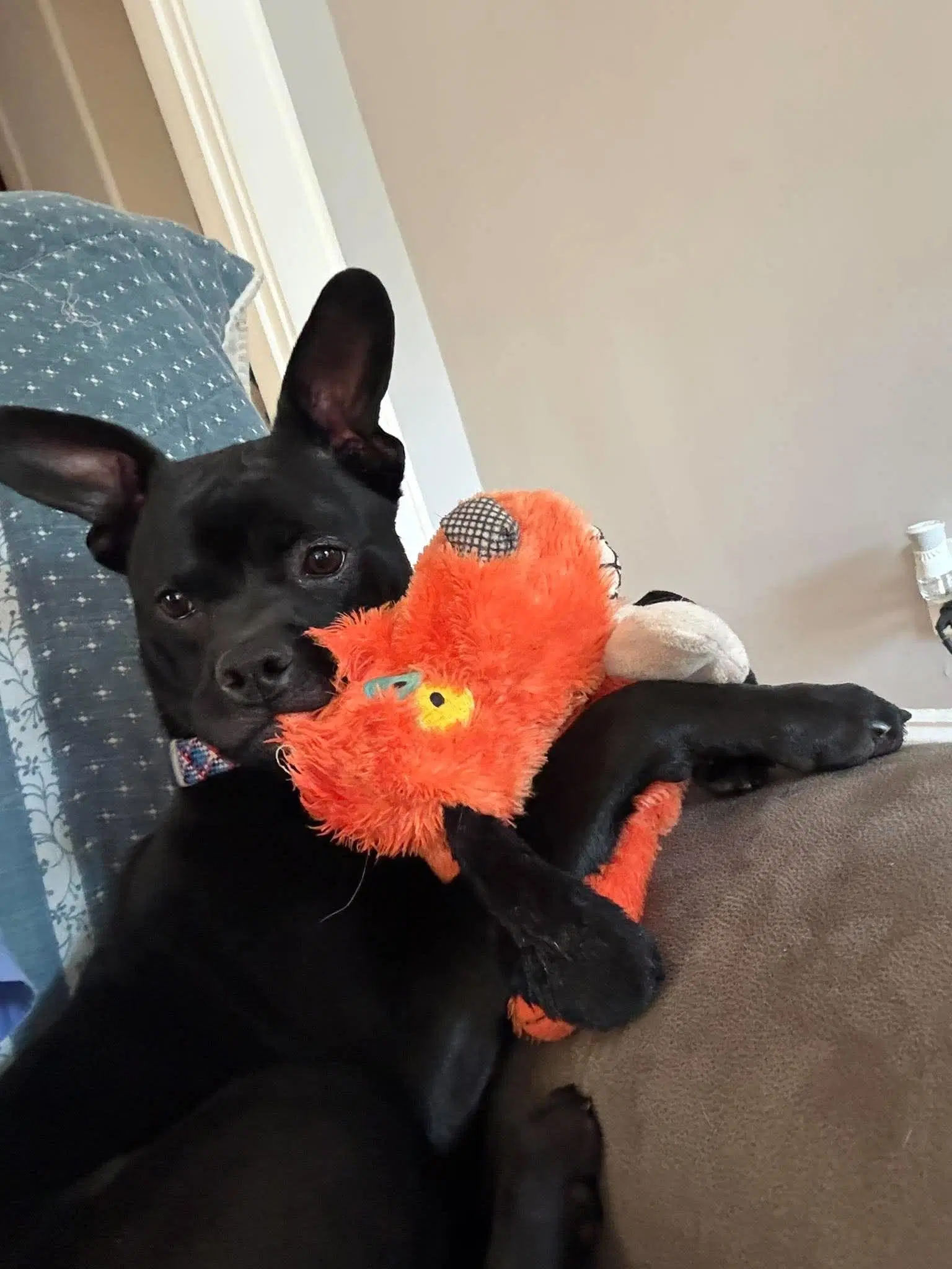 Ralphie image 2