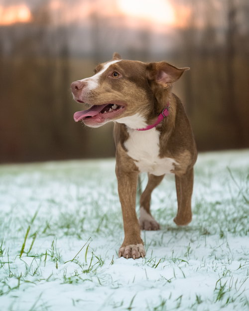 Annabelle, Unknown breed (short coat)