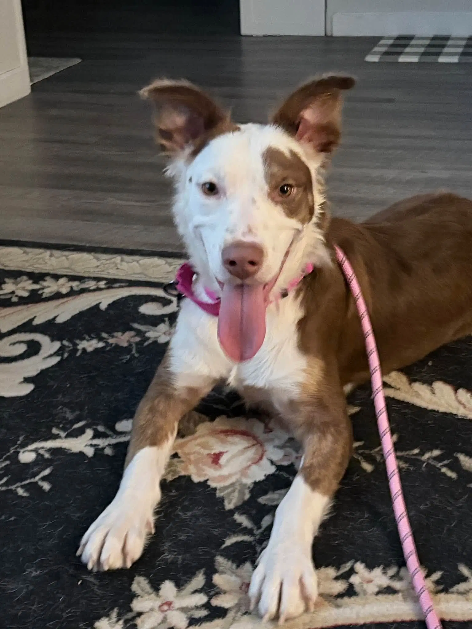 Penelope - Australian Shepherd