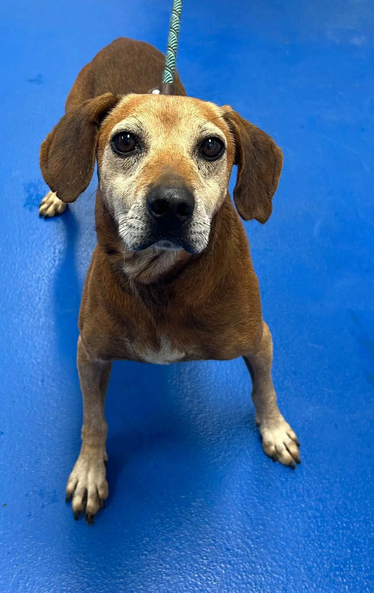 Copper - Beagle