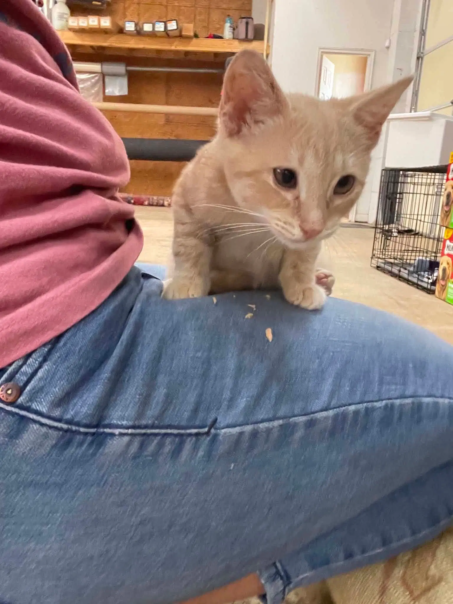 Morgott - Domestic Short Hair