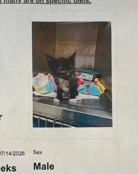 Beetle - Domestic Medium Hair