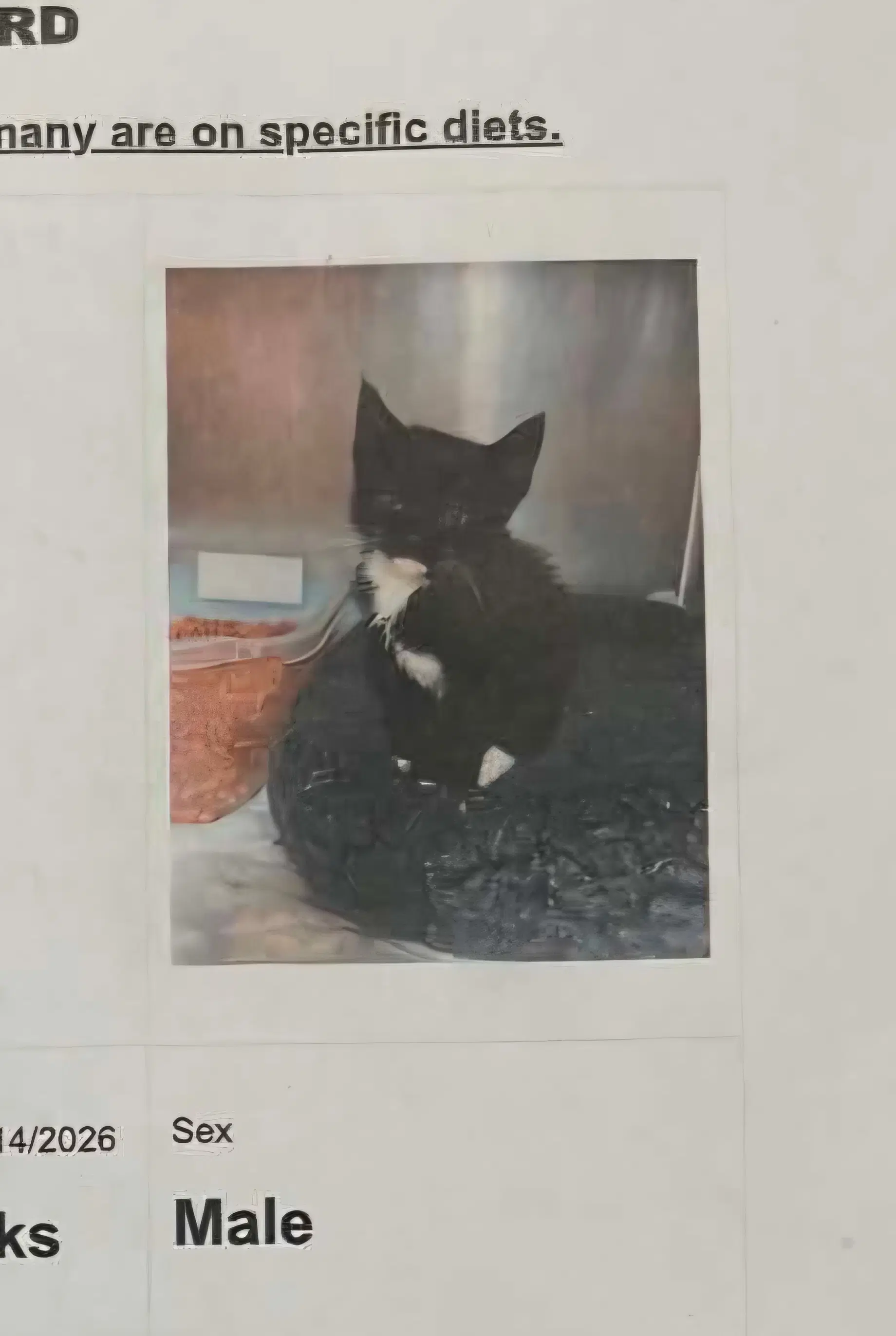 Stink Bug - Domestic Medium Hair
