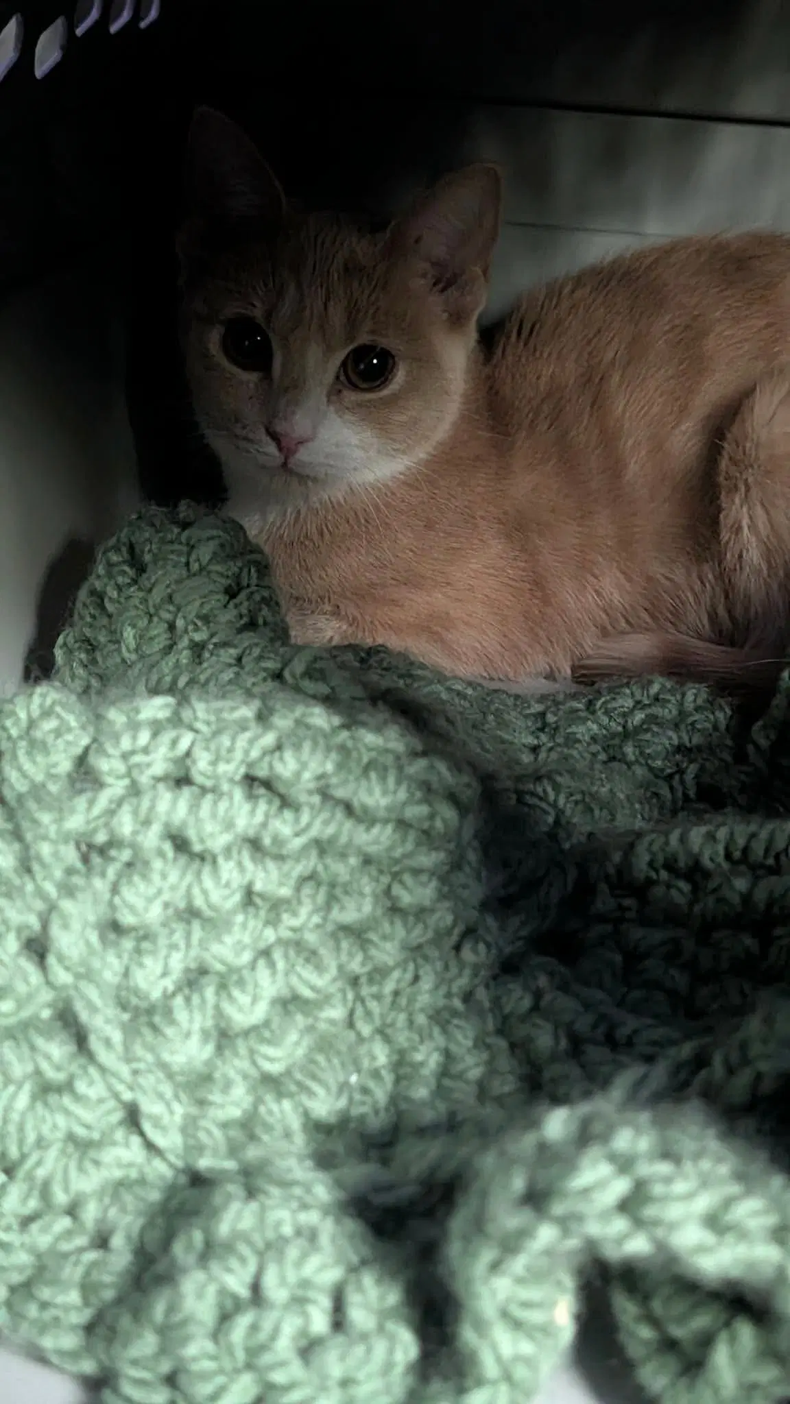 Boo Major - Domestic Short Hair