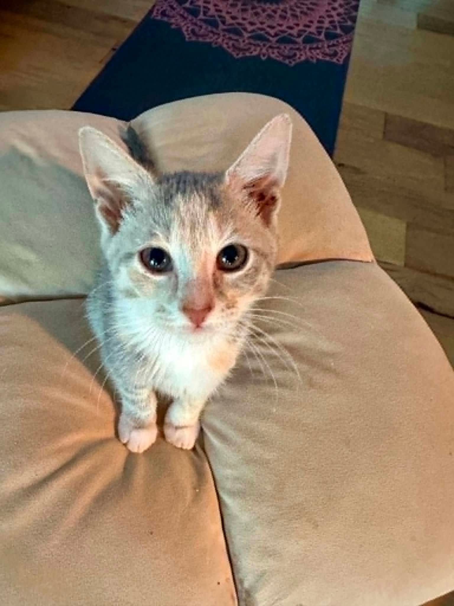 Pearl - Domestic Short Hair